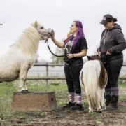 My Little Ponies foto 6