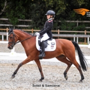 Soleilsportponys foto 4